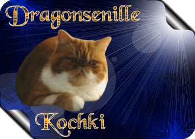 cattery Dragons