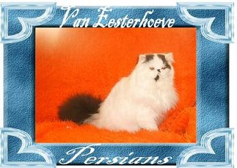 cattery van Eesterhoeve