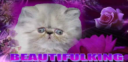 cattery Beautifulking
