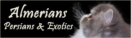 cattery Almerians Almere