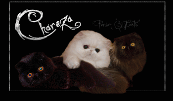 cattery Chareza