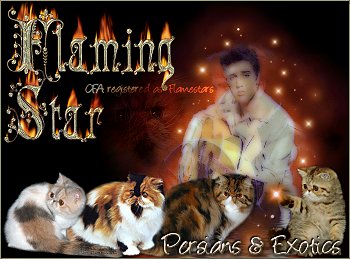 cattery Flamestars