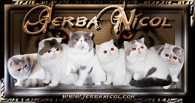 cattery Jerba Nicol Kampen